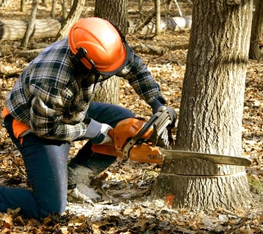 Tree Removal in Weikert, PA
